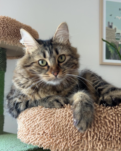 Eva'sion dog and cat - Pet sitting — photo