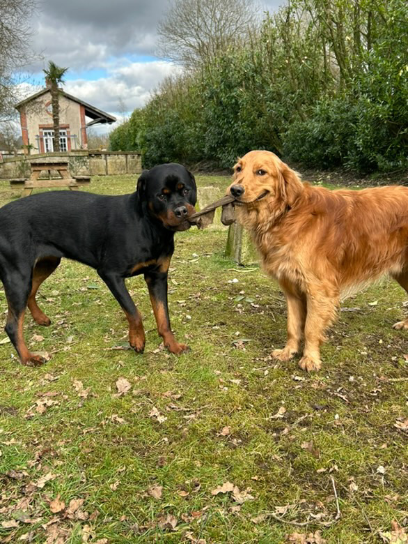 Eva'sion dog and cat - Pet sitting — photo