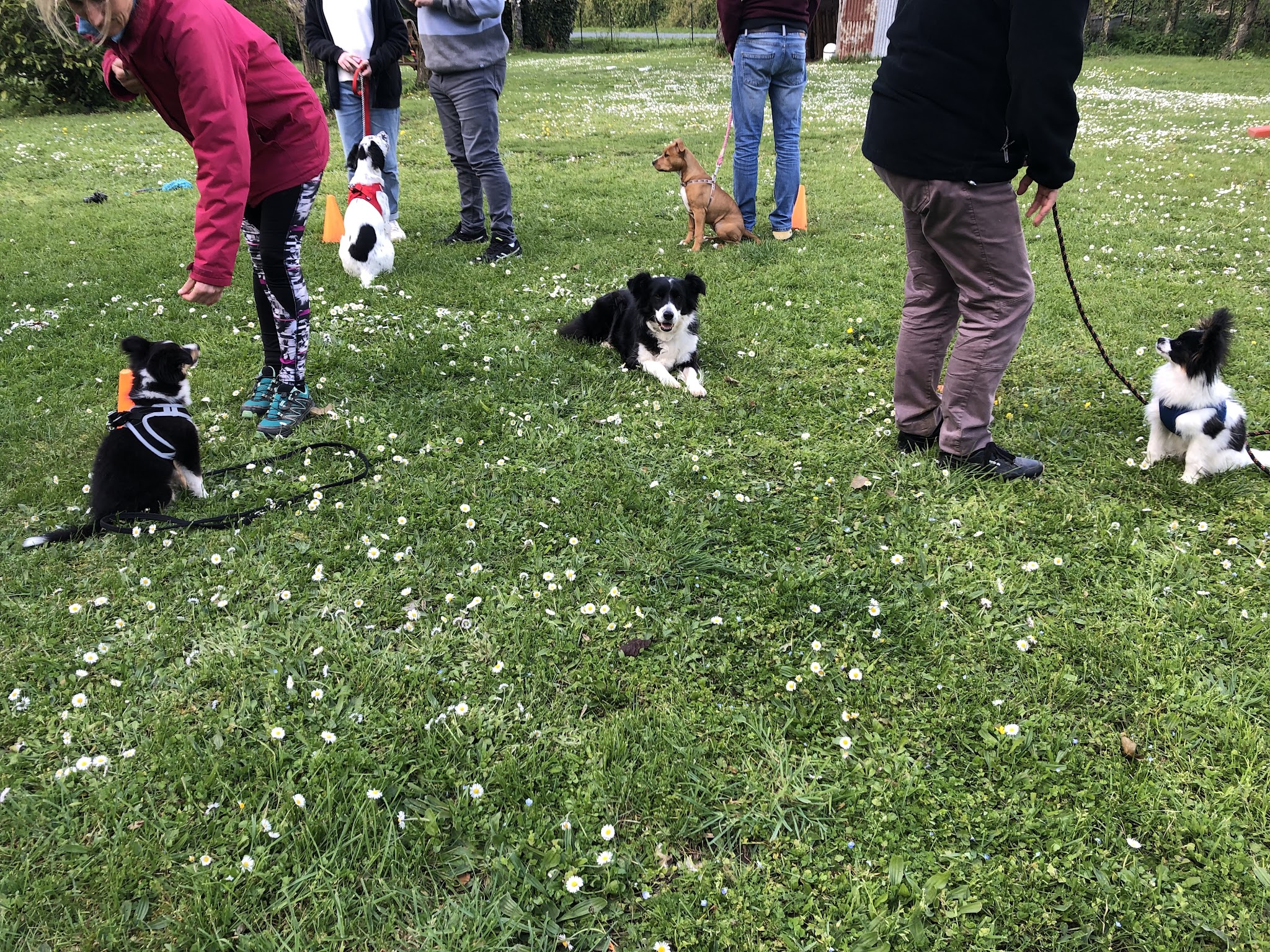 Infinity-Dog Éducateur Canin La Rochelle — photo