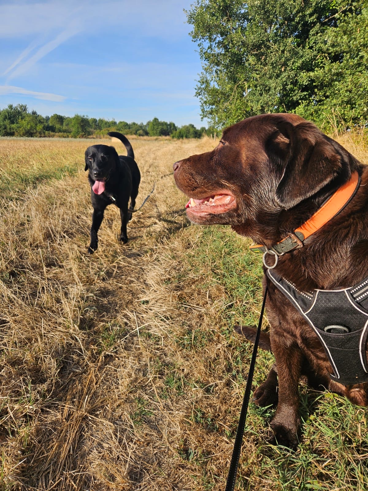 Côté Canin — photo