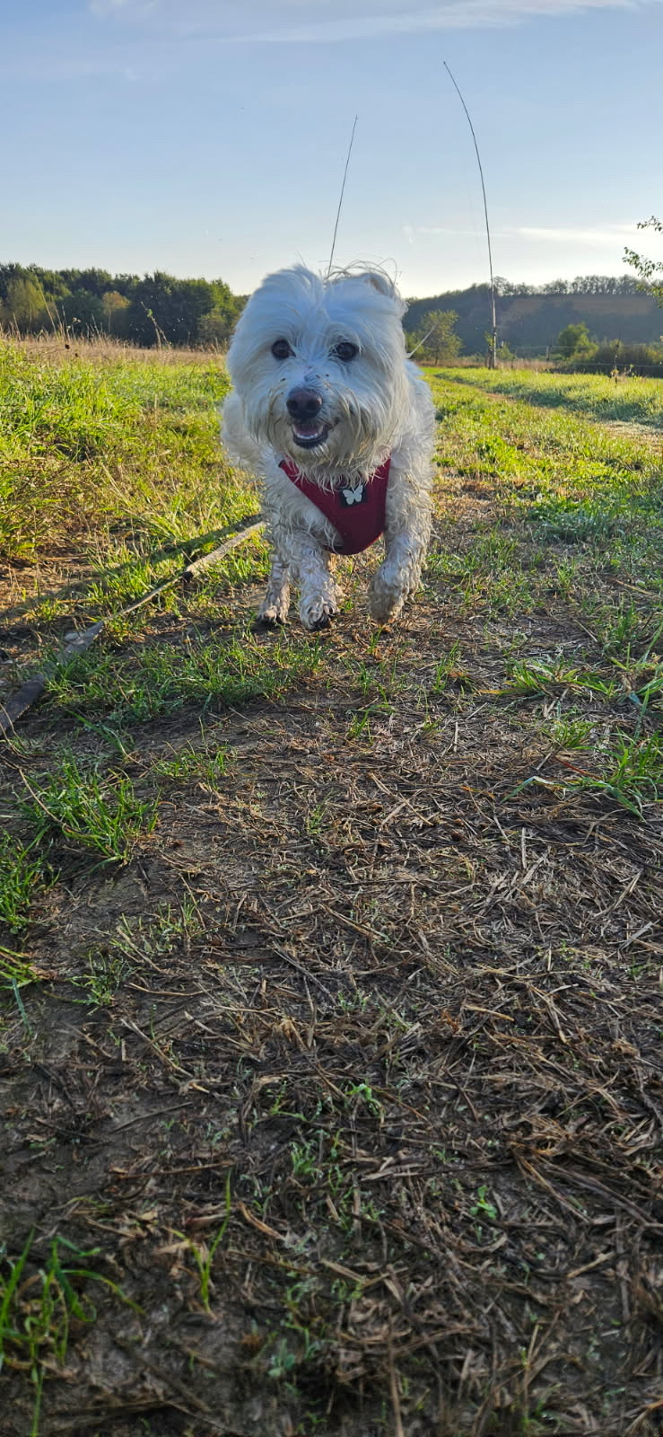 Côté Canin — photo