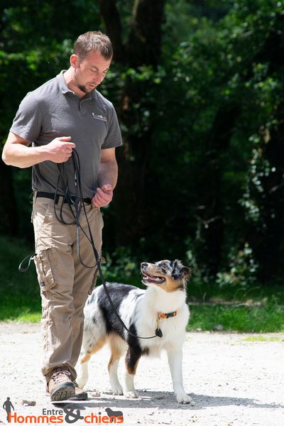 Entre Hommes et Chiens - Éducateur Canin