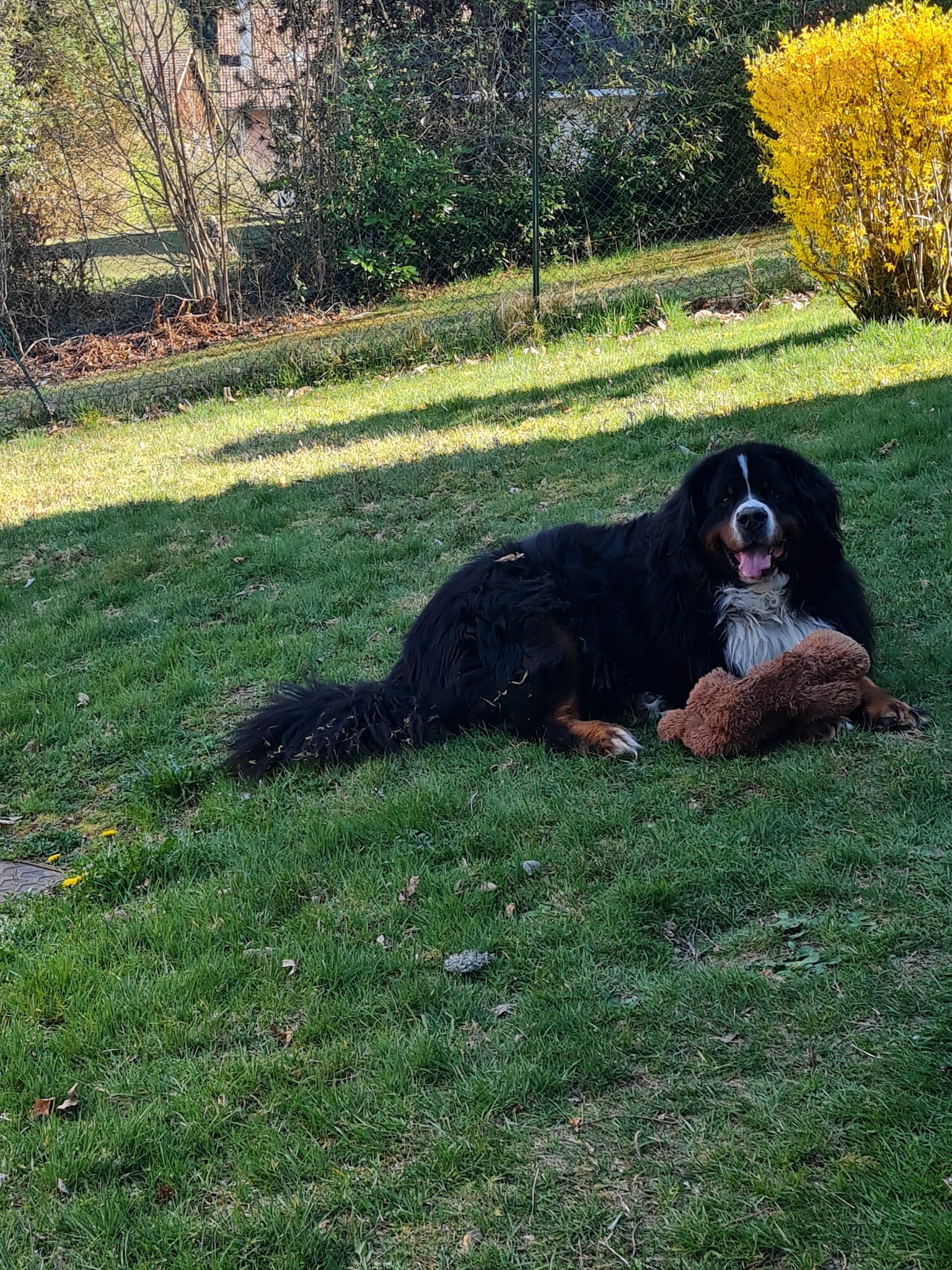 Village Canin des 4 pattes — photo