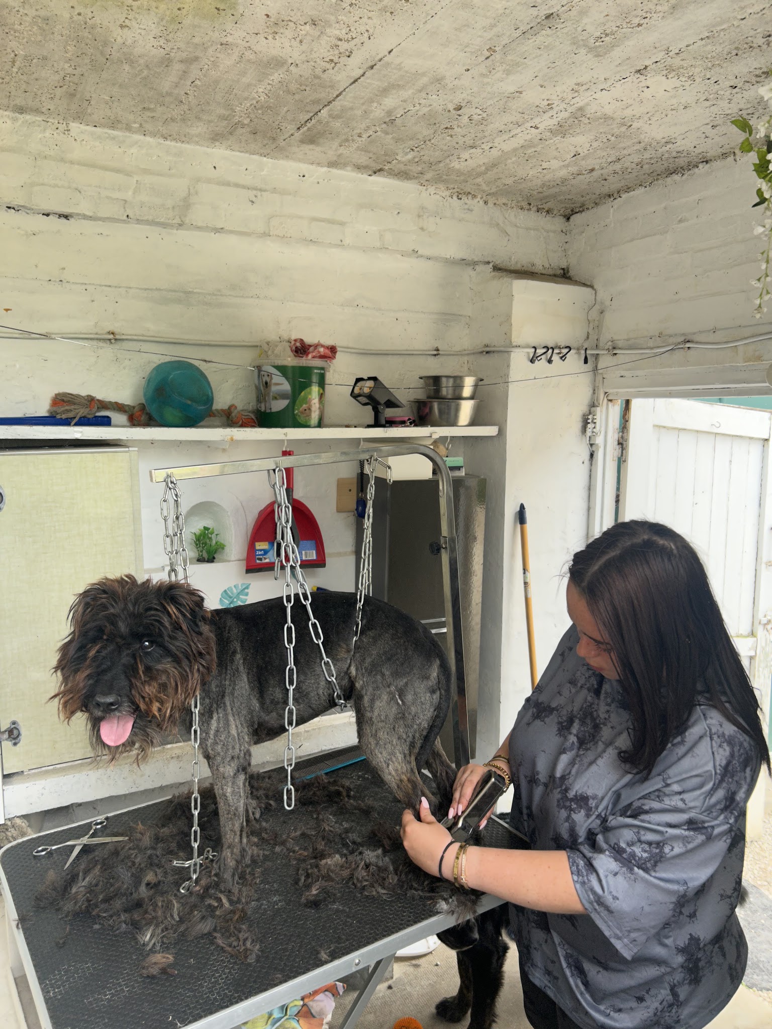 OUT DOG 89 — photo