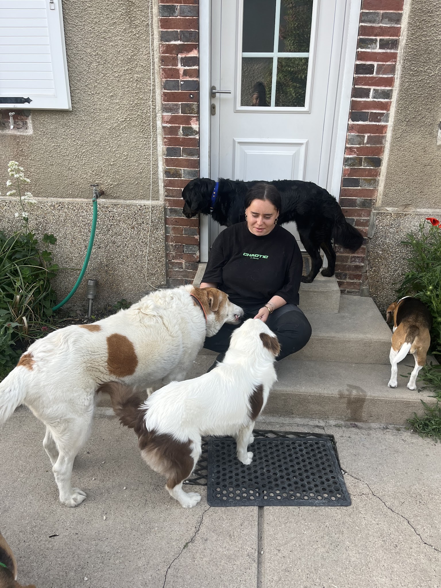 OUT DOG 89 — photo