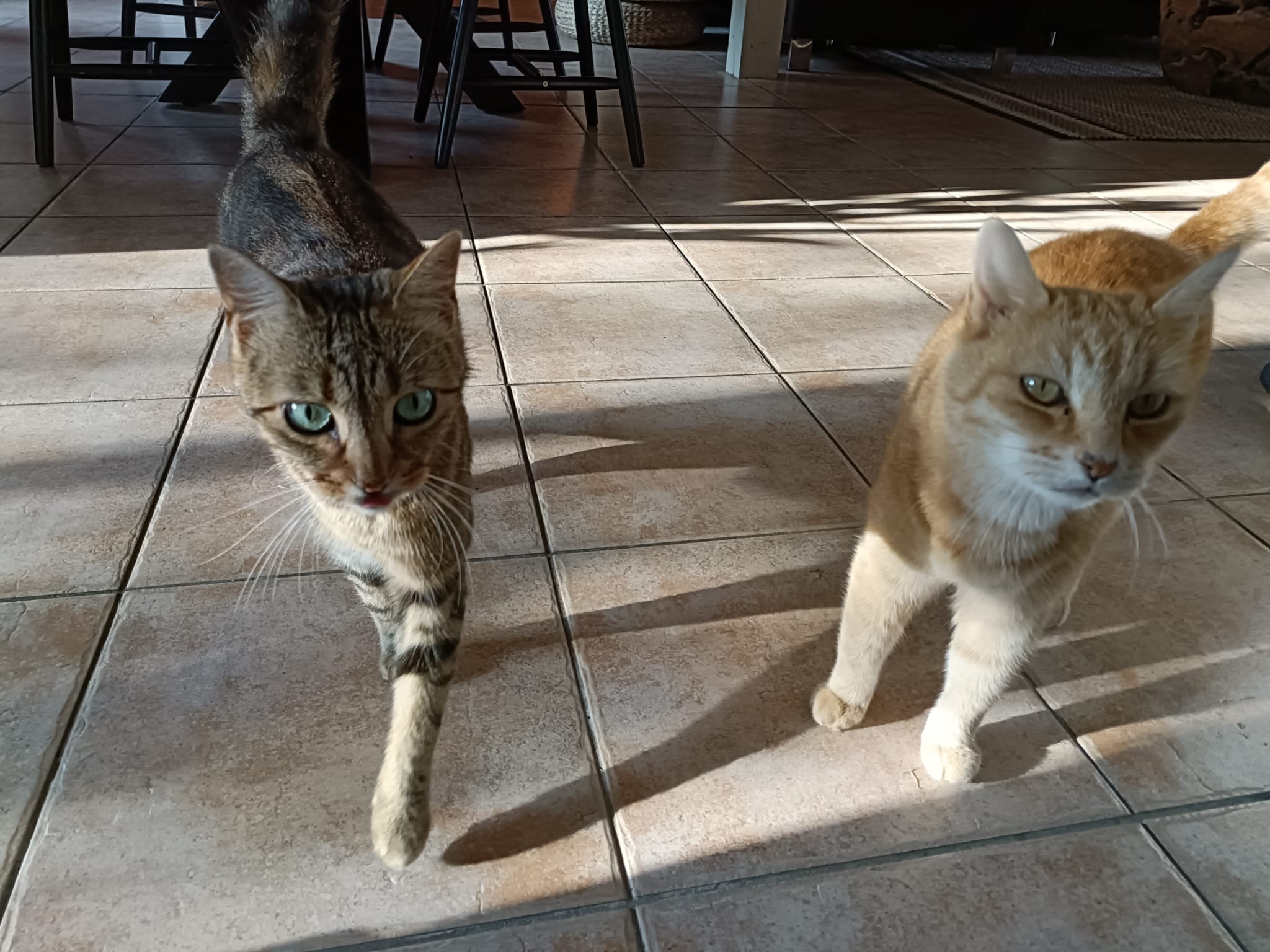 Les Pattes en L'Eyre — photo