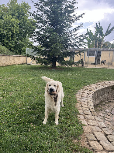 Auberdog