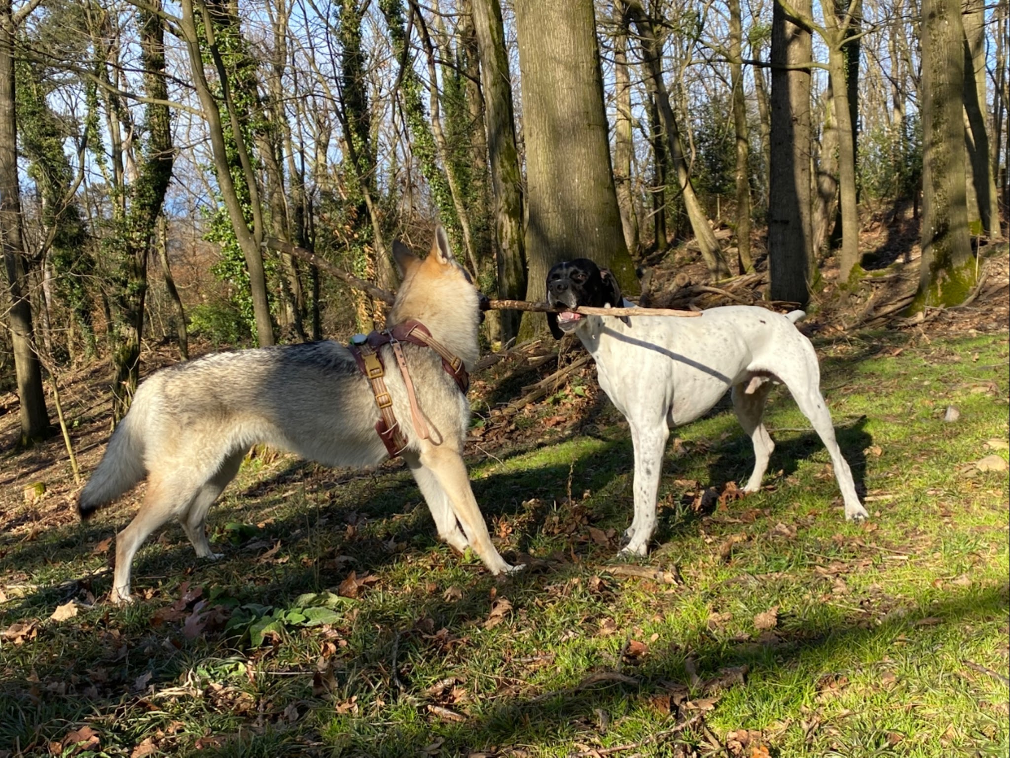 Val de Saône petsitter