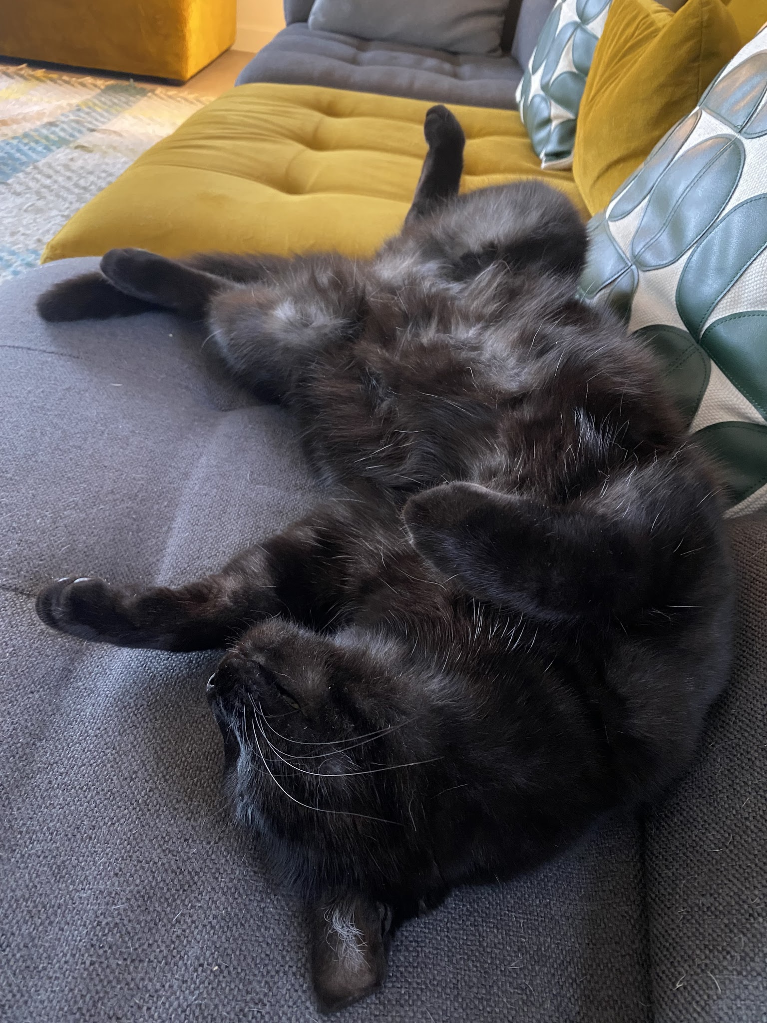 Val de Saône petsitter — photo