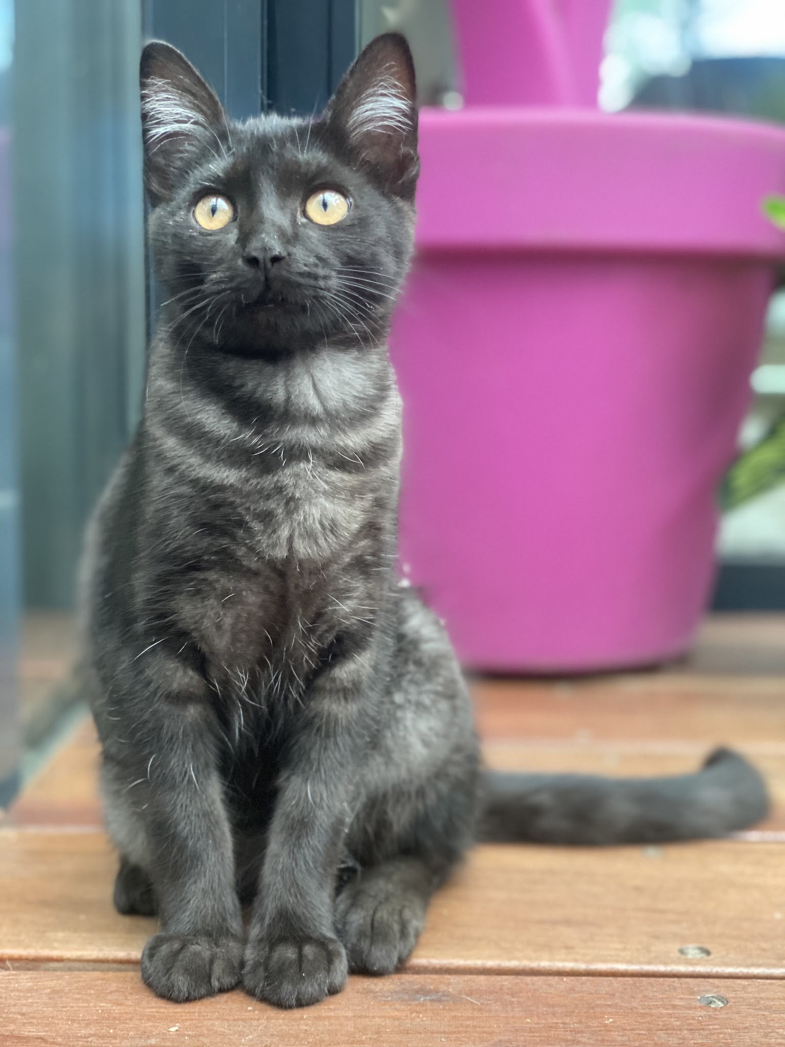 Val de Saône petsitter — photo