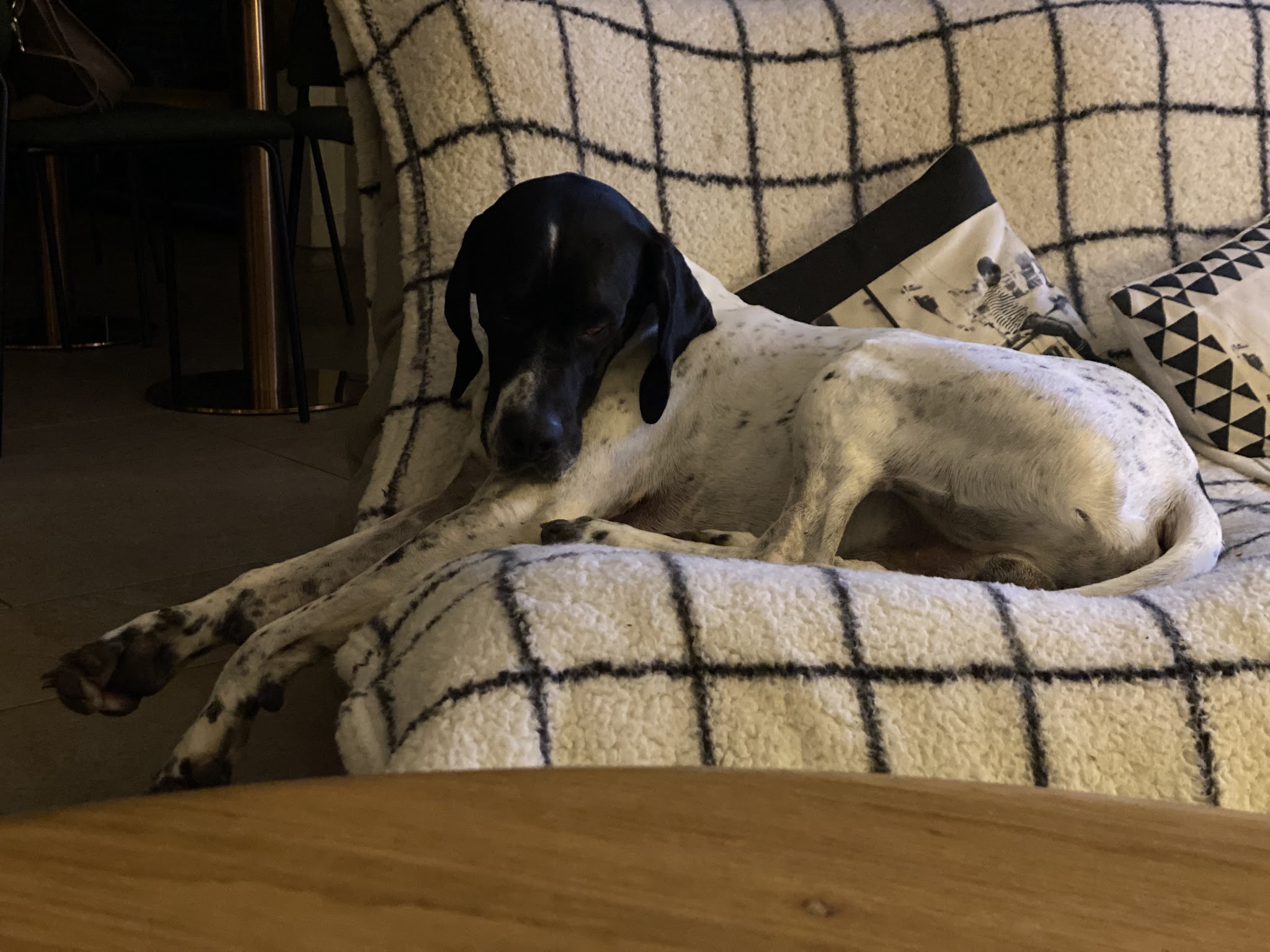 Val de Saône petsitter — photo