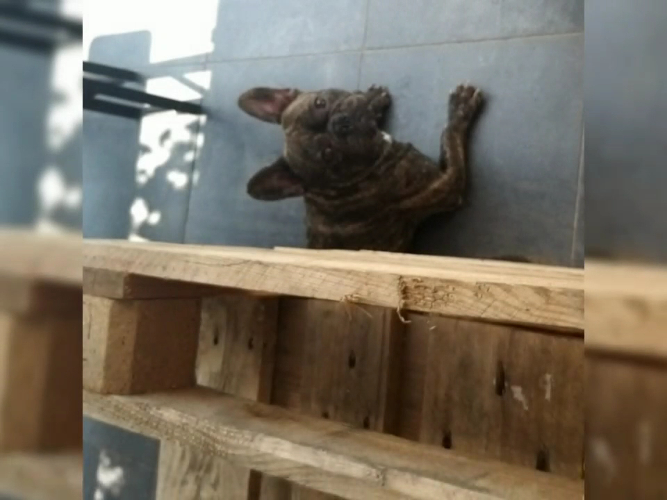 Pet house flinoise — photo