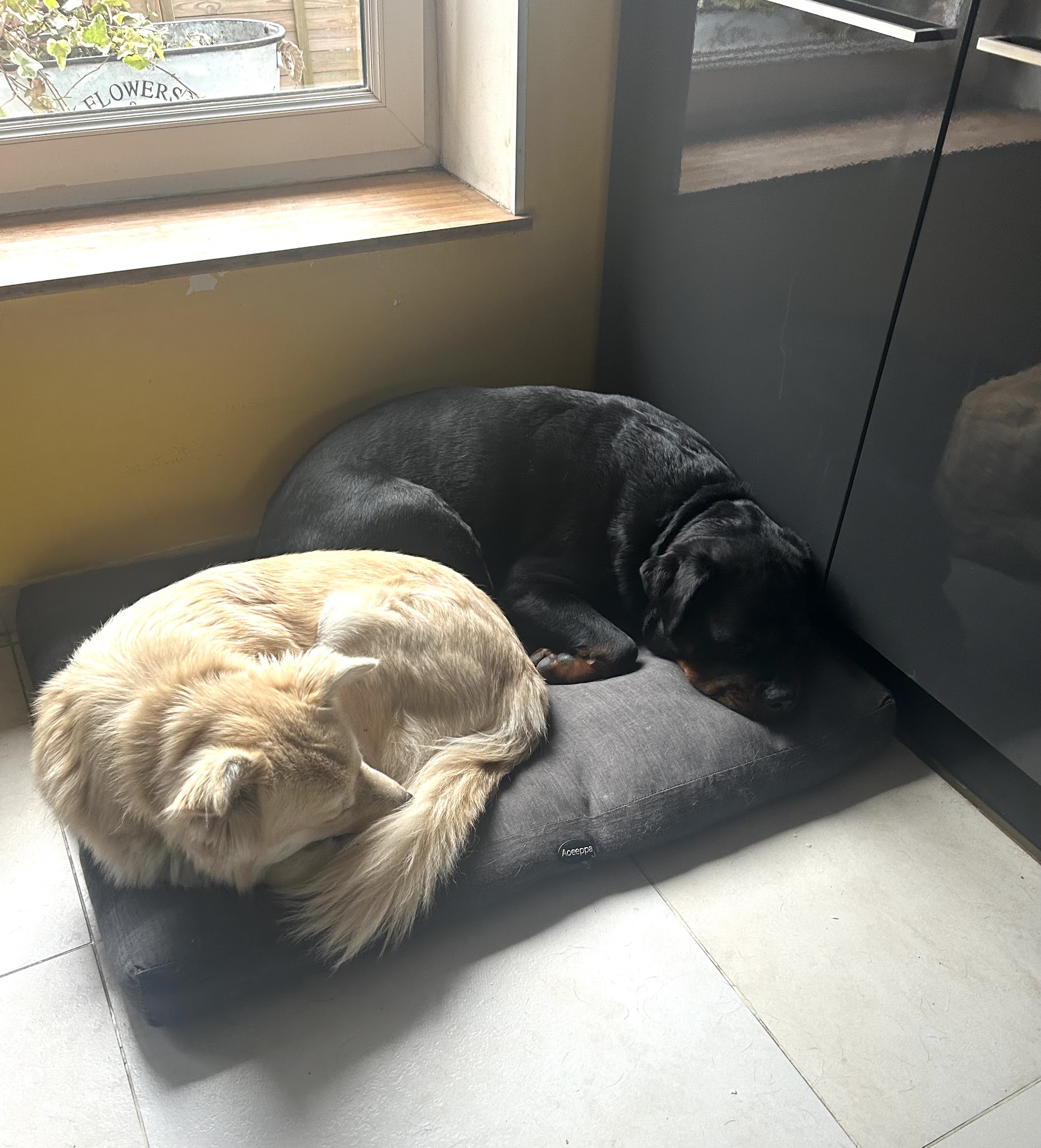 Pet house flinoise — photo