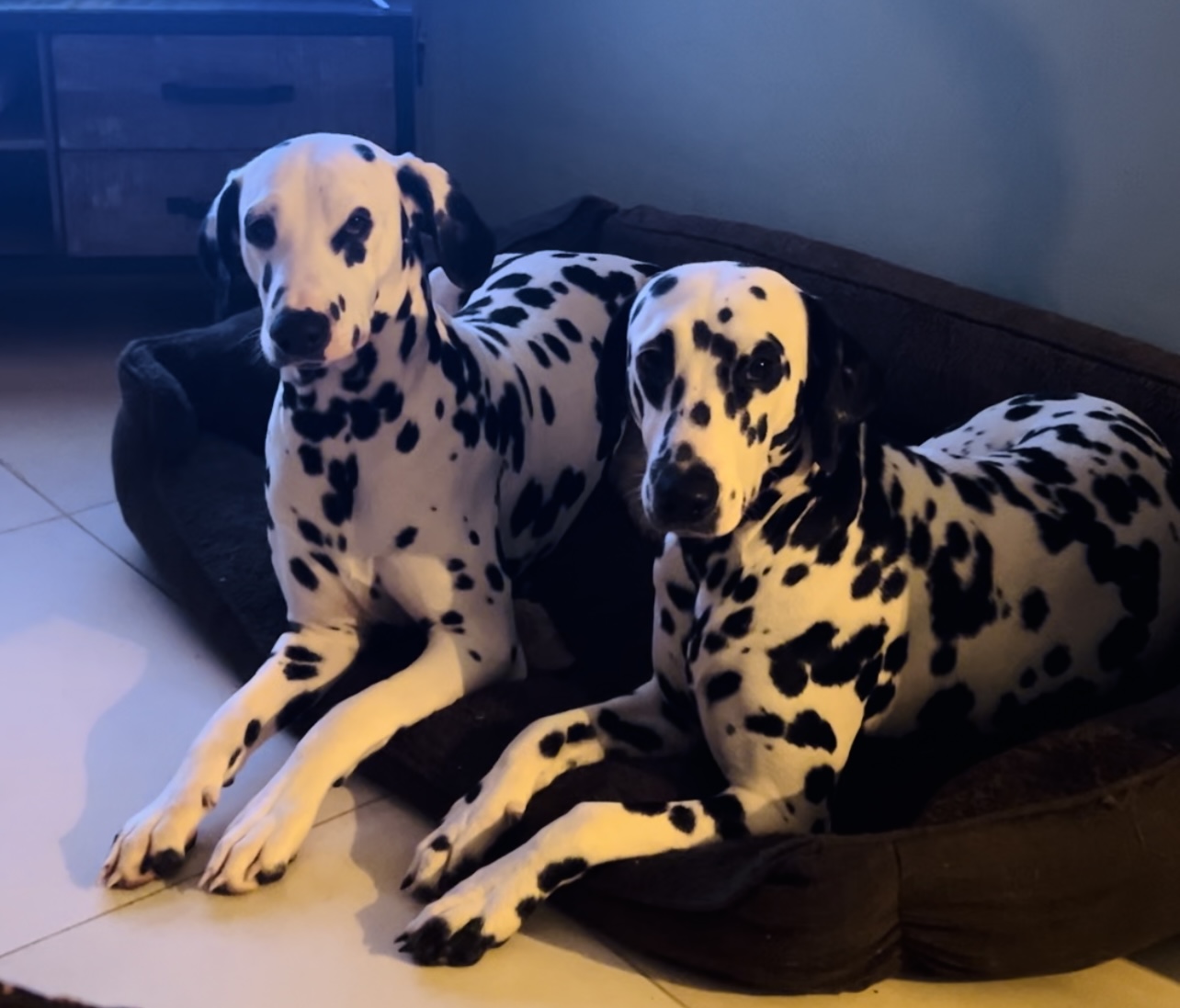 Pet house flinoise