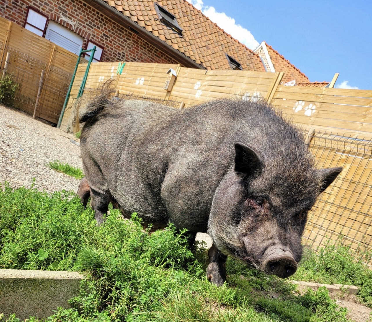 Pet house flinoise — photo