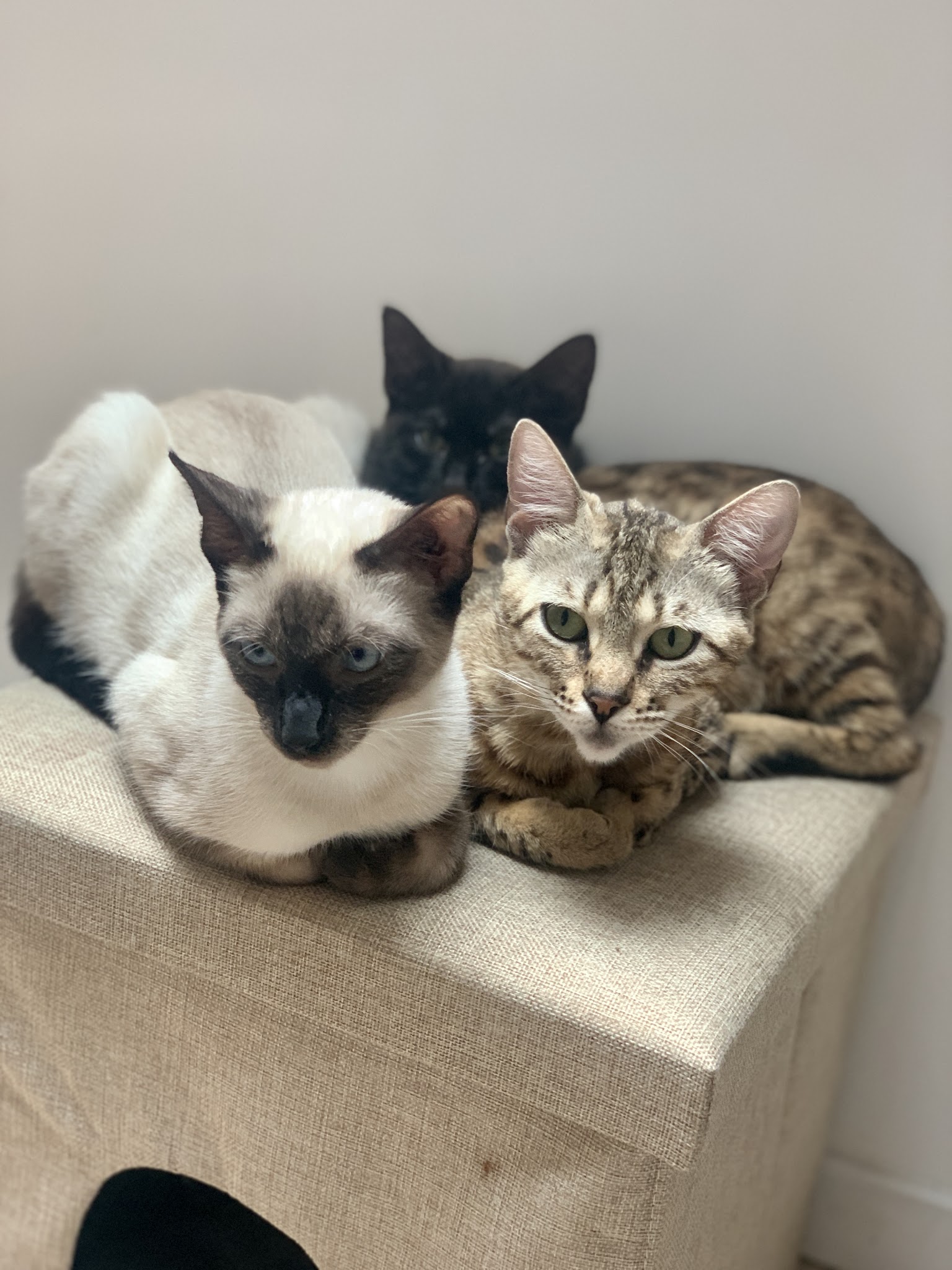 Pet house flinoise — photo