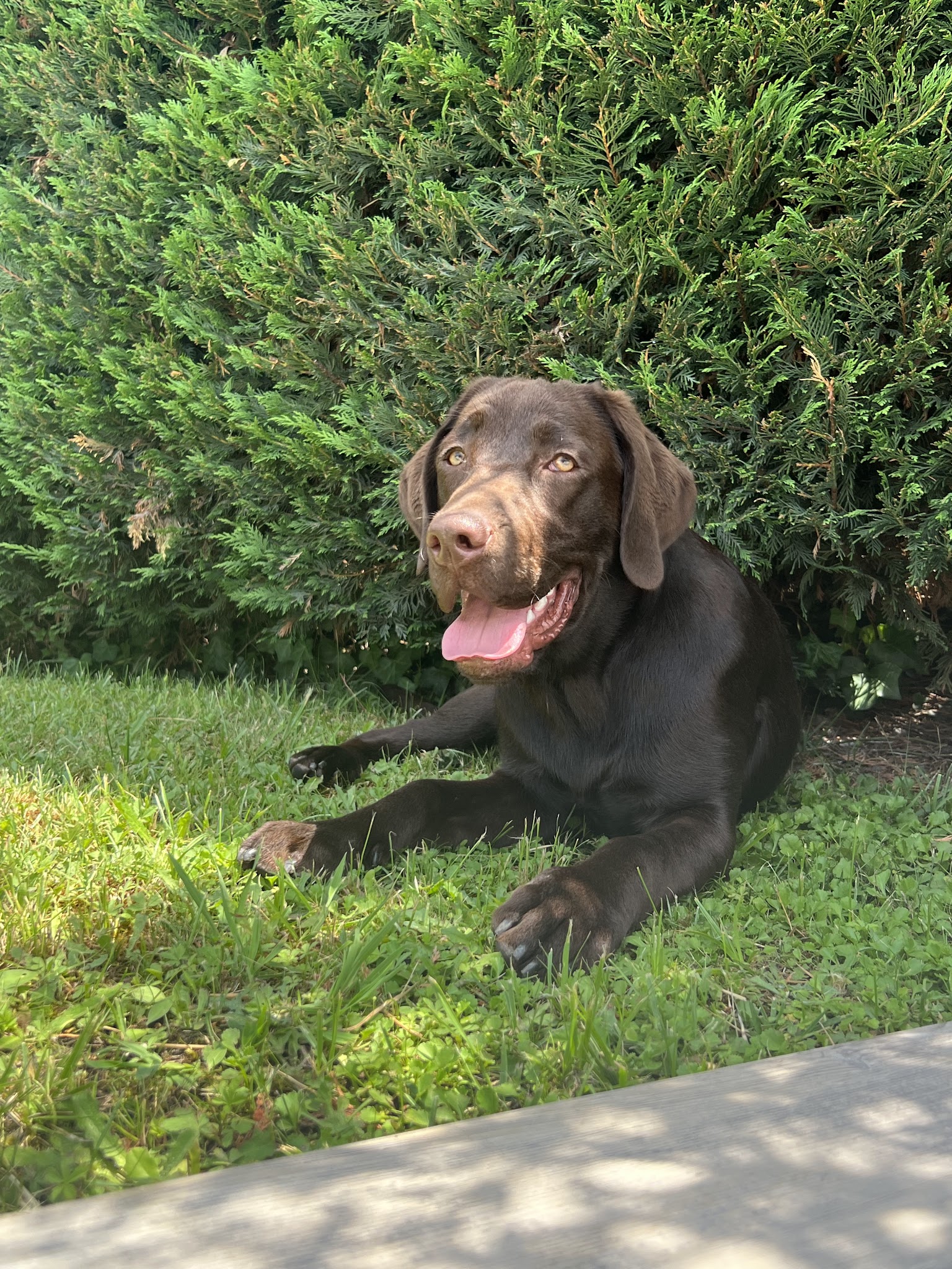The nordix - Pension canine familiale