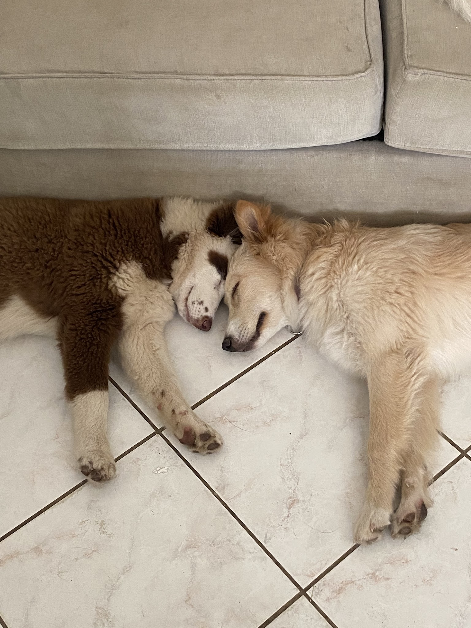 The nordix - Pension canine familiale — photo
