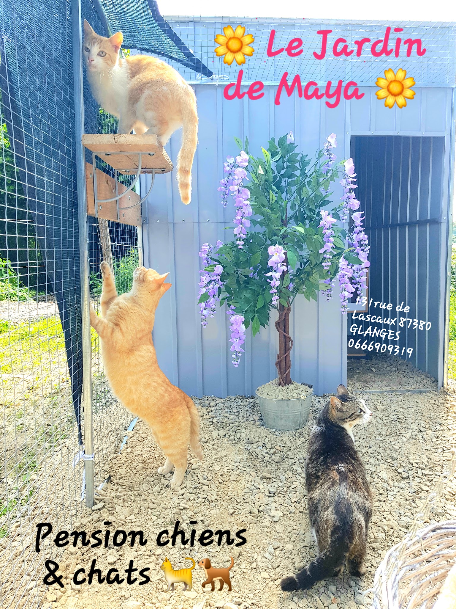 🌼 LE JARDIN DE MAYA 🌼 — photo