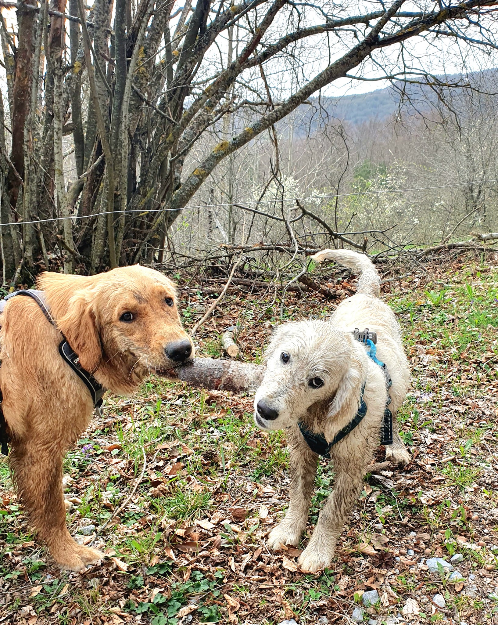 Canimuse Educateur comportementaliste canin champsaur valgaudemar — photo
