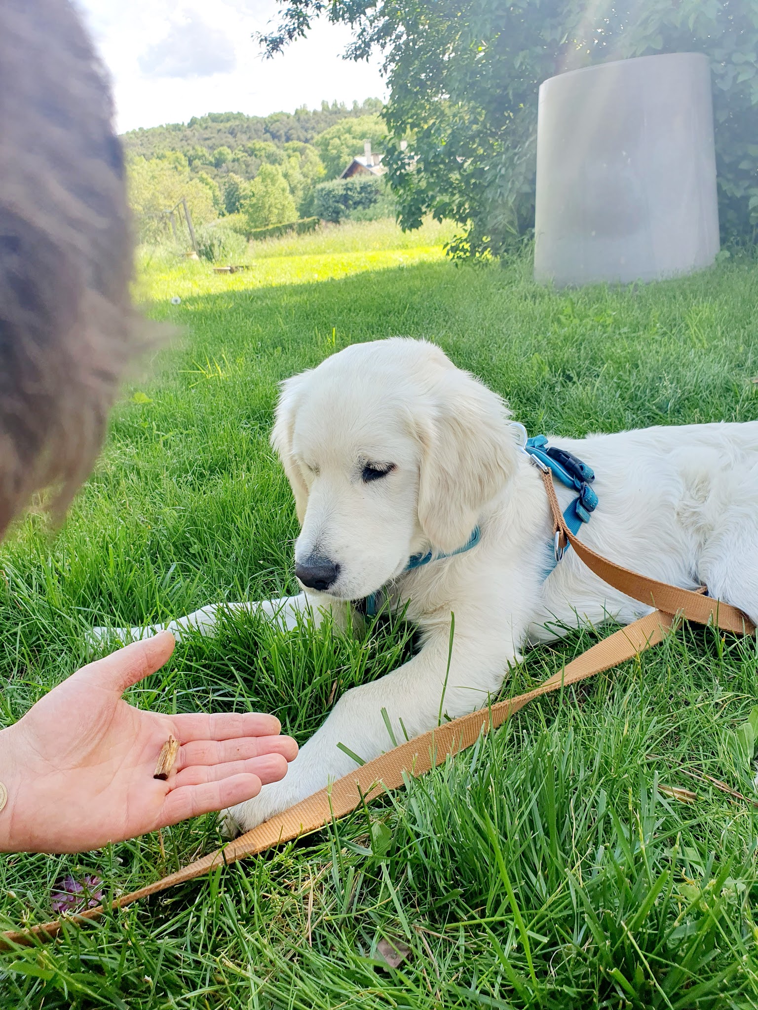Canimuse Educateur comportementaliste canin champsaur valgaudemar — photo