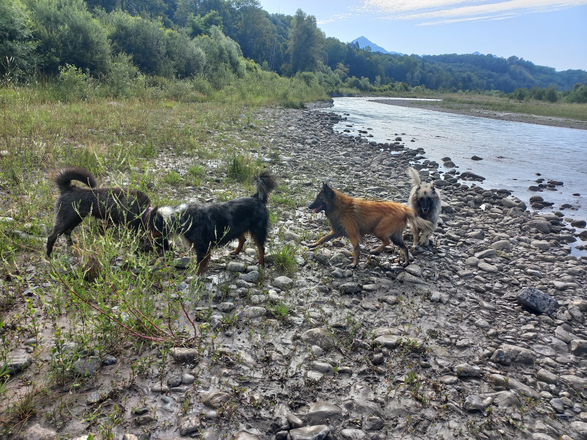 Canimuse Educateur comportementaliste canin champsaur valgaudemar — photo