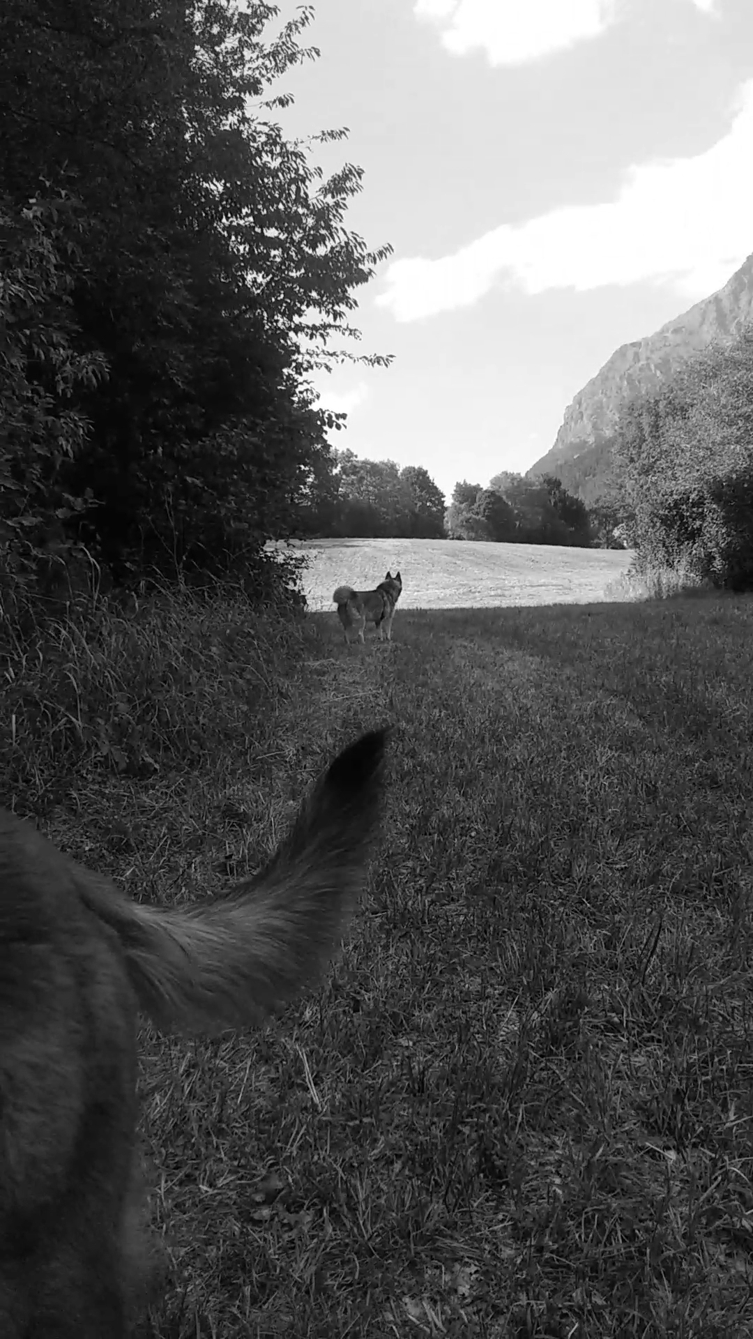Canimuse Educateur comportementaliste canin champsaur valgaudemar — photo