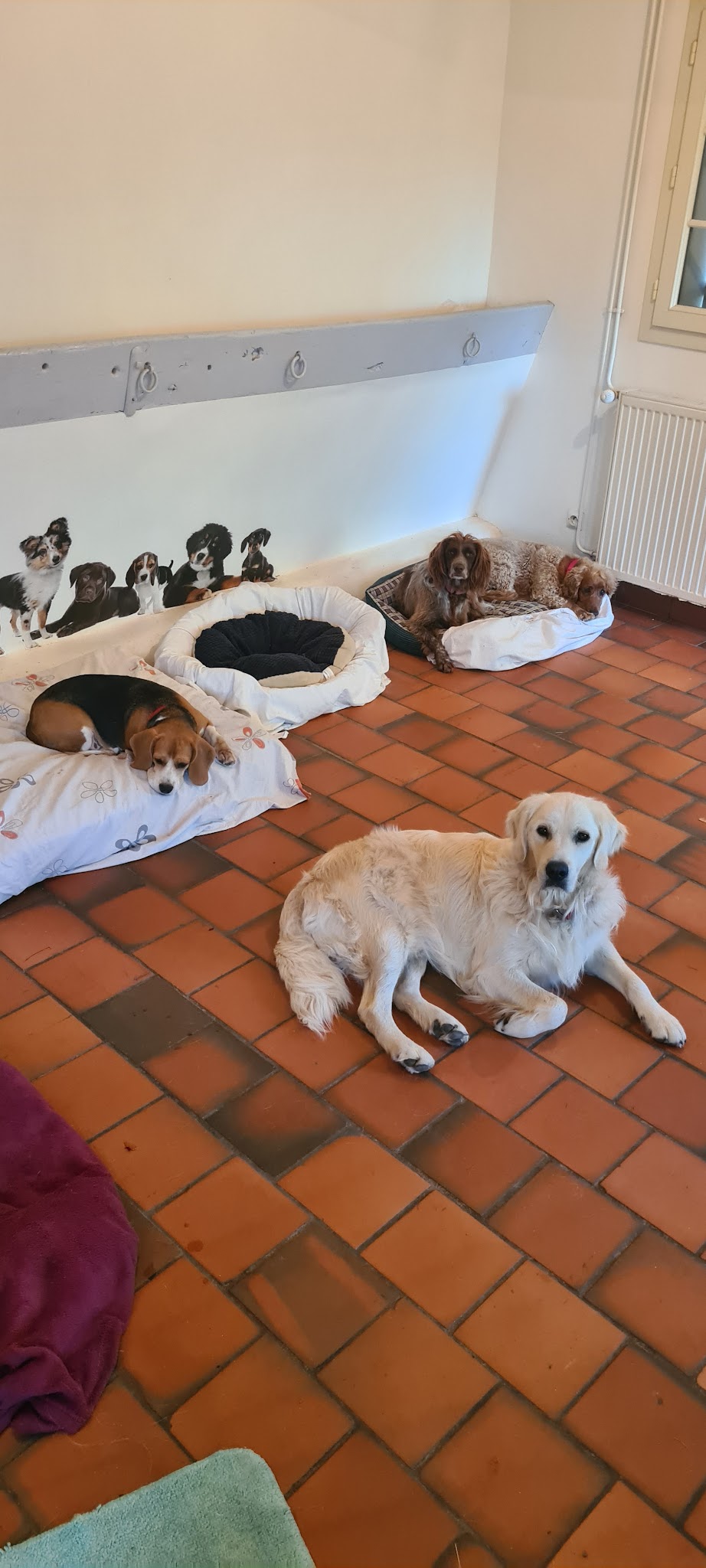 Vacances De Wouf — photo