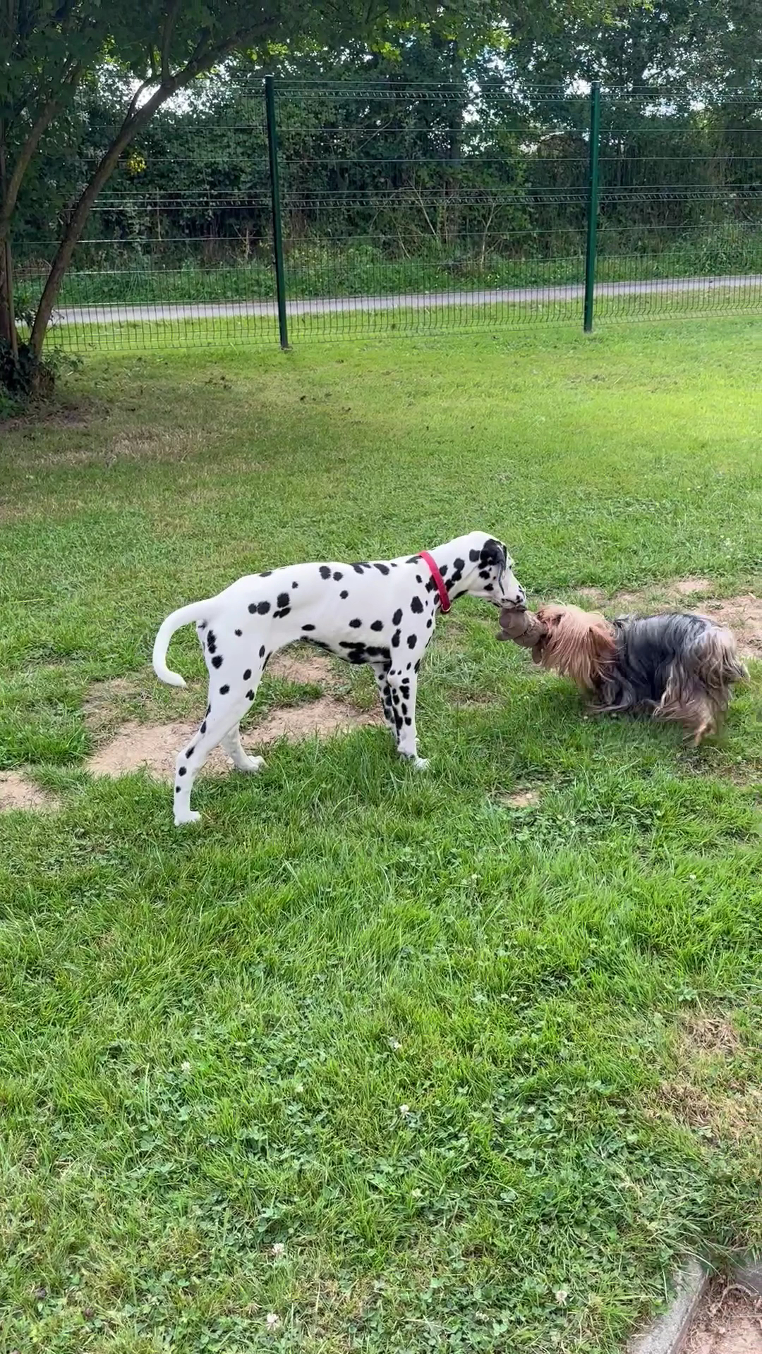 Ma petite colo - pension canine — photo