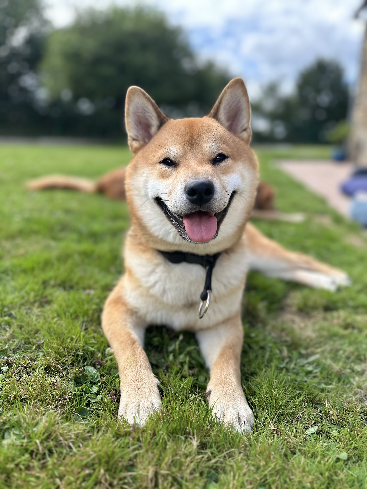 Ma petite colo - pension canine — photo
