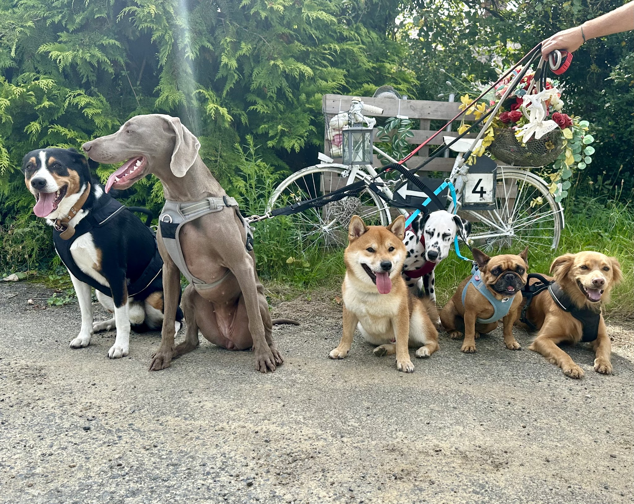 Ma petite colo - pension canine — photo