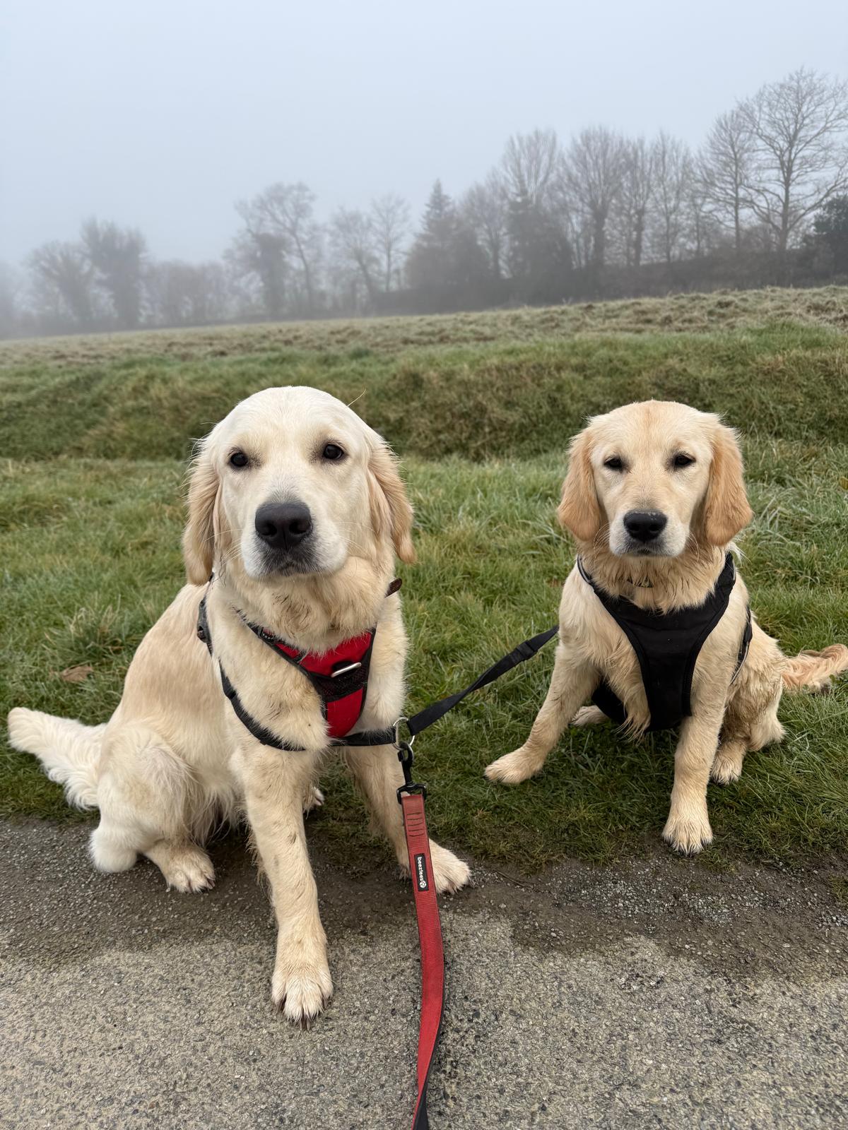 Ma petite colo - pension canine — photo