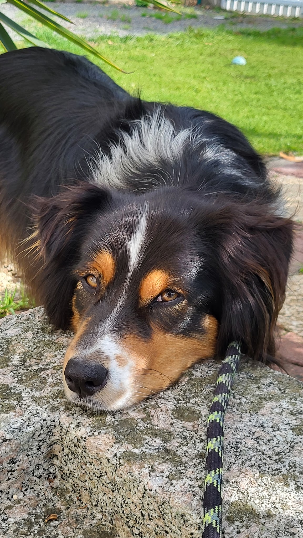 3C Chiens Chats Compagnie — photo