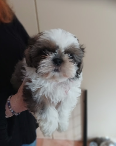 Les Shih Tzu de DaïKyoRi Saÿ