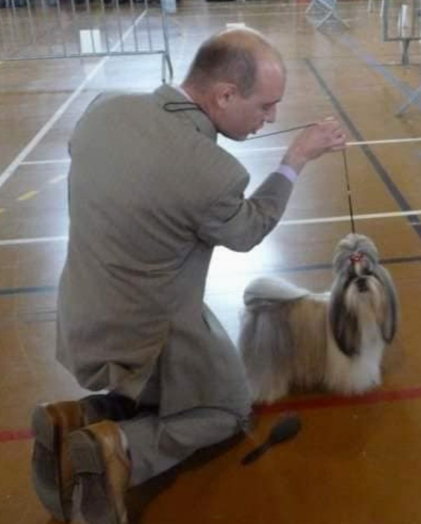 Les Shih Tzu de DaïKyoRi Saÿ — photo