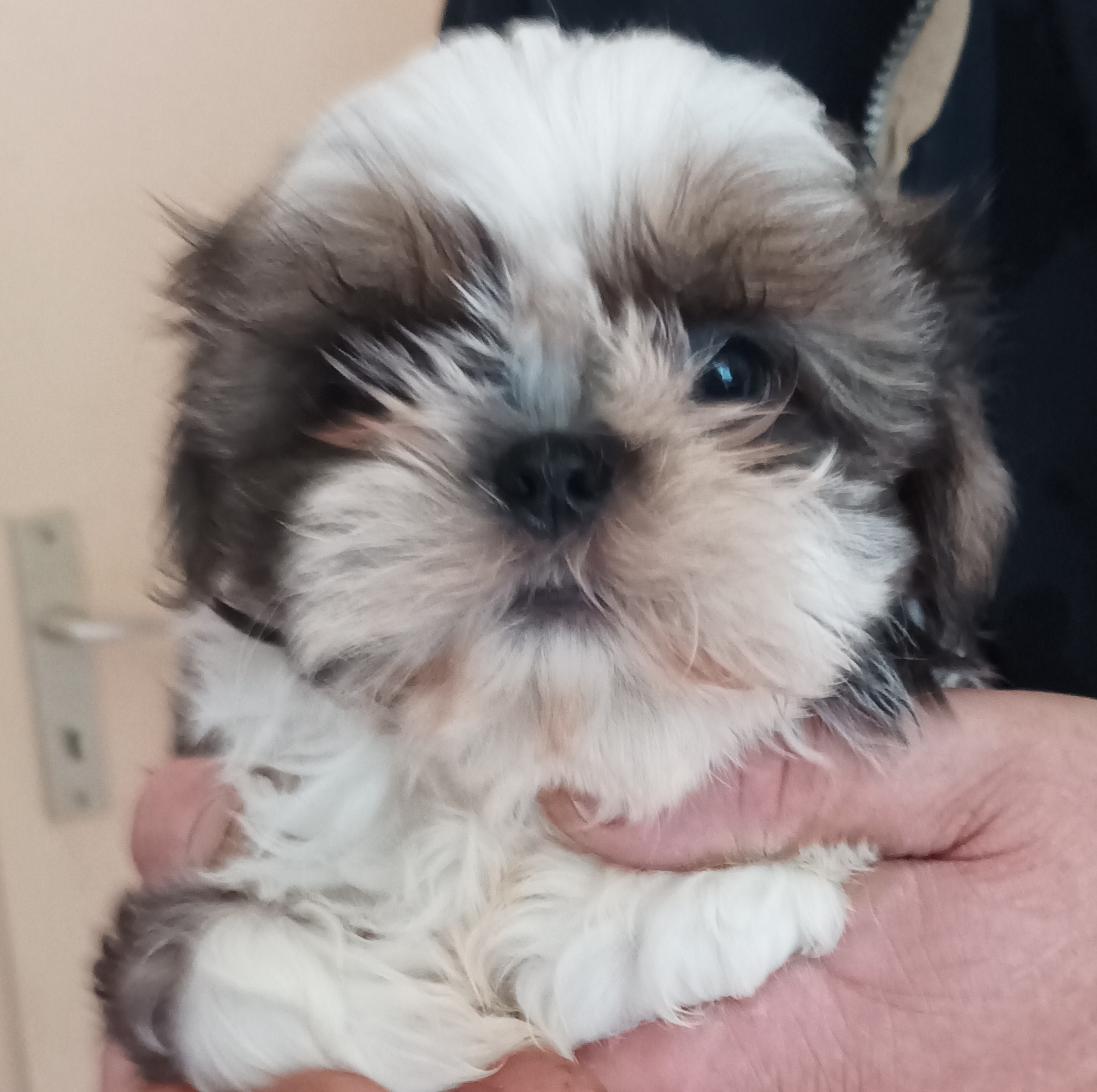 Les Shih Tzu de DaïKyoRi Saÿ — photo