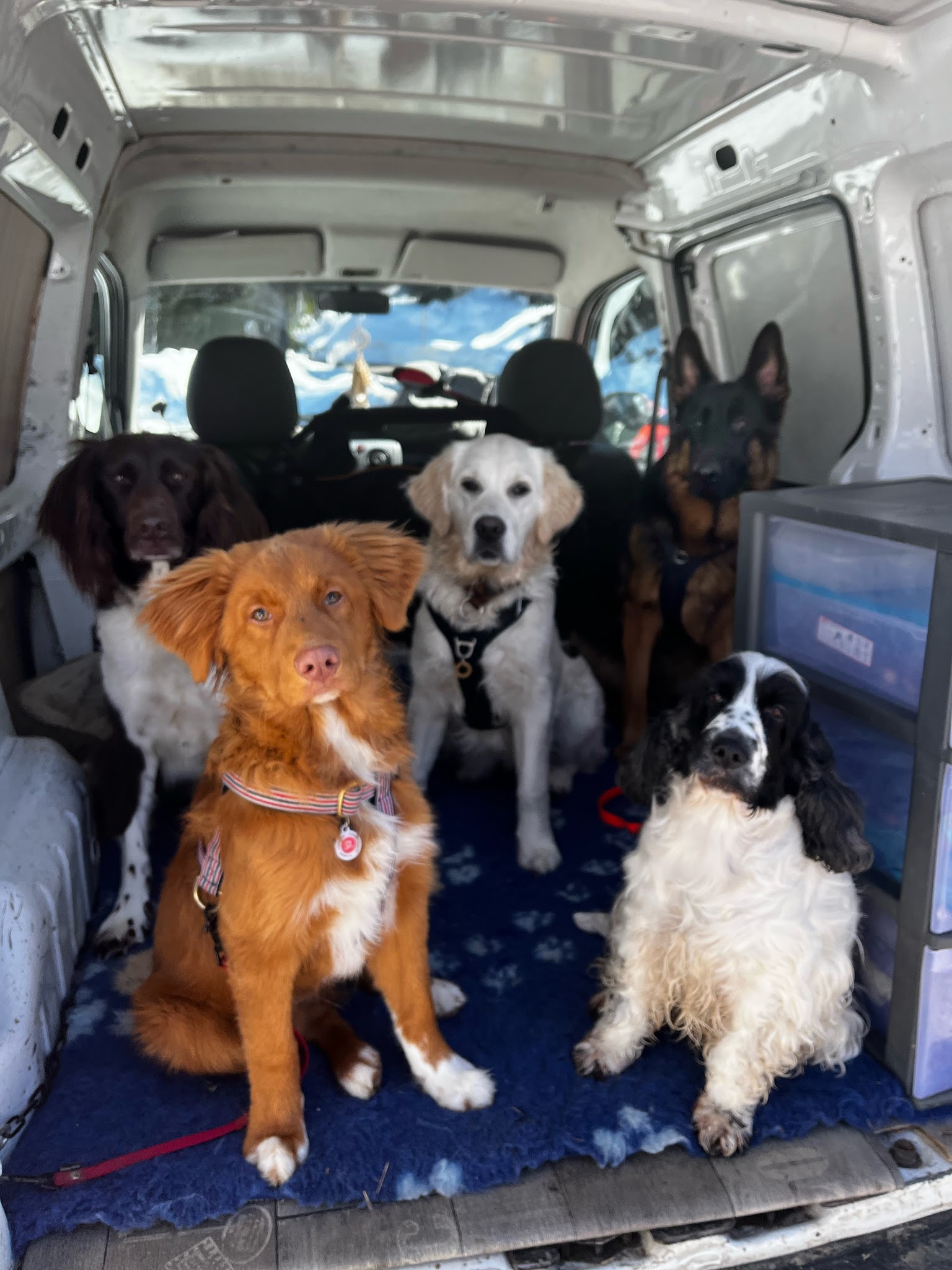 Instinct Animal - Balades collectives & Garderie Canine — photo