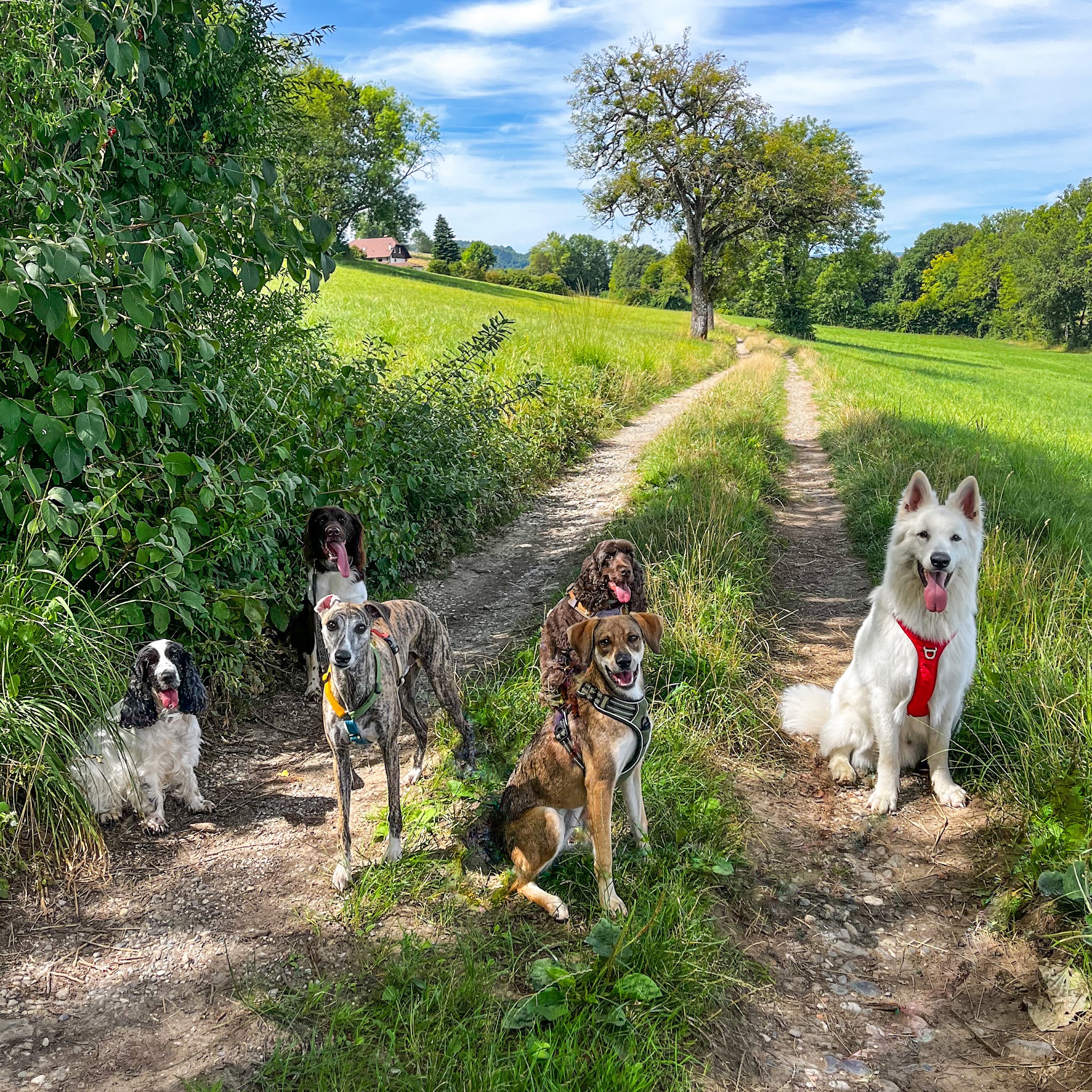 Instinct Animal - Balades collectives & Garderie Canine — photo