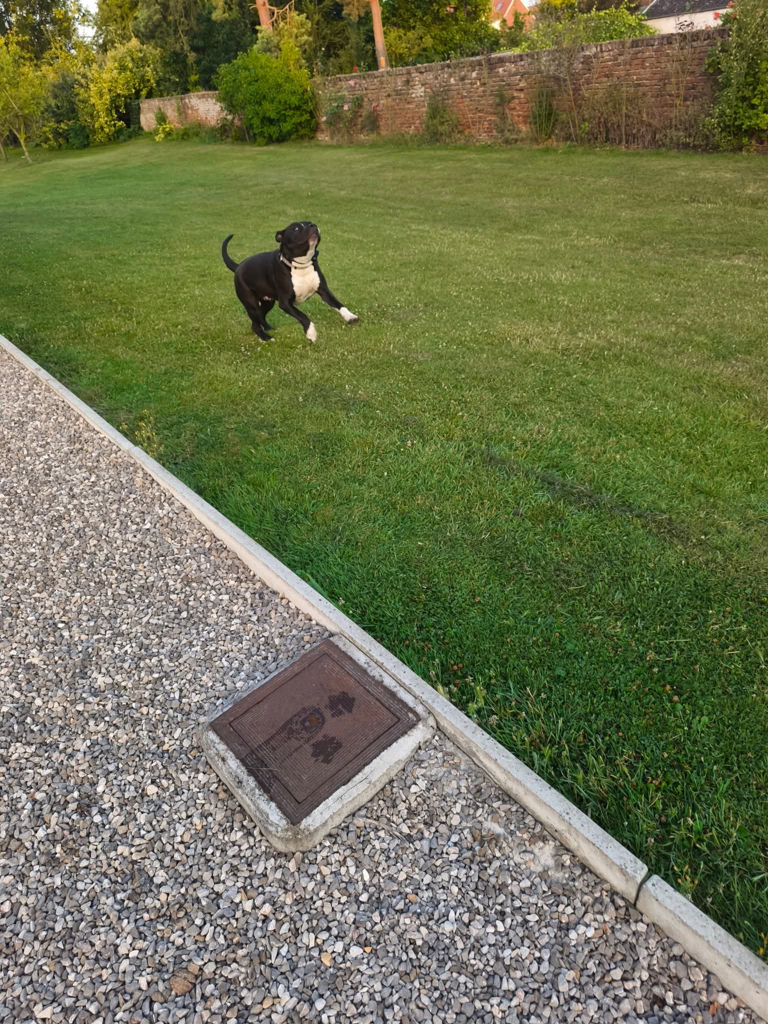 dog hotel — photo