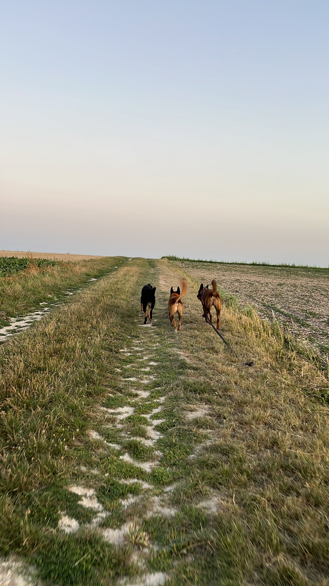 Les Petits Bergers — photo