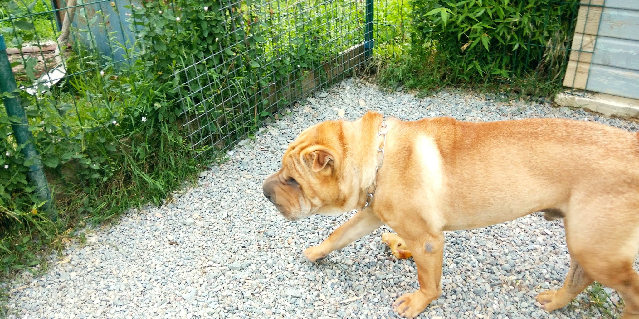 Sowoof — photo