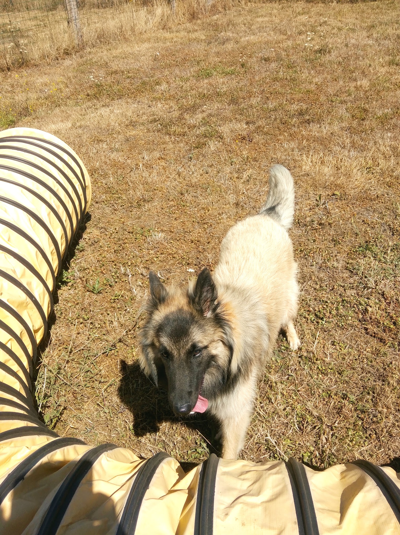 Sowoof — photo