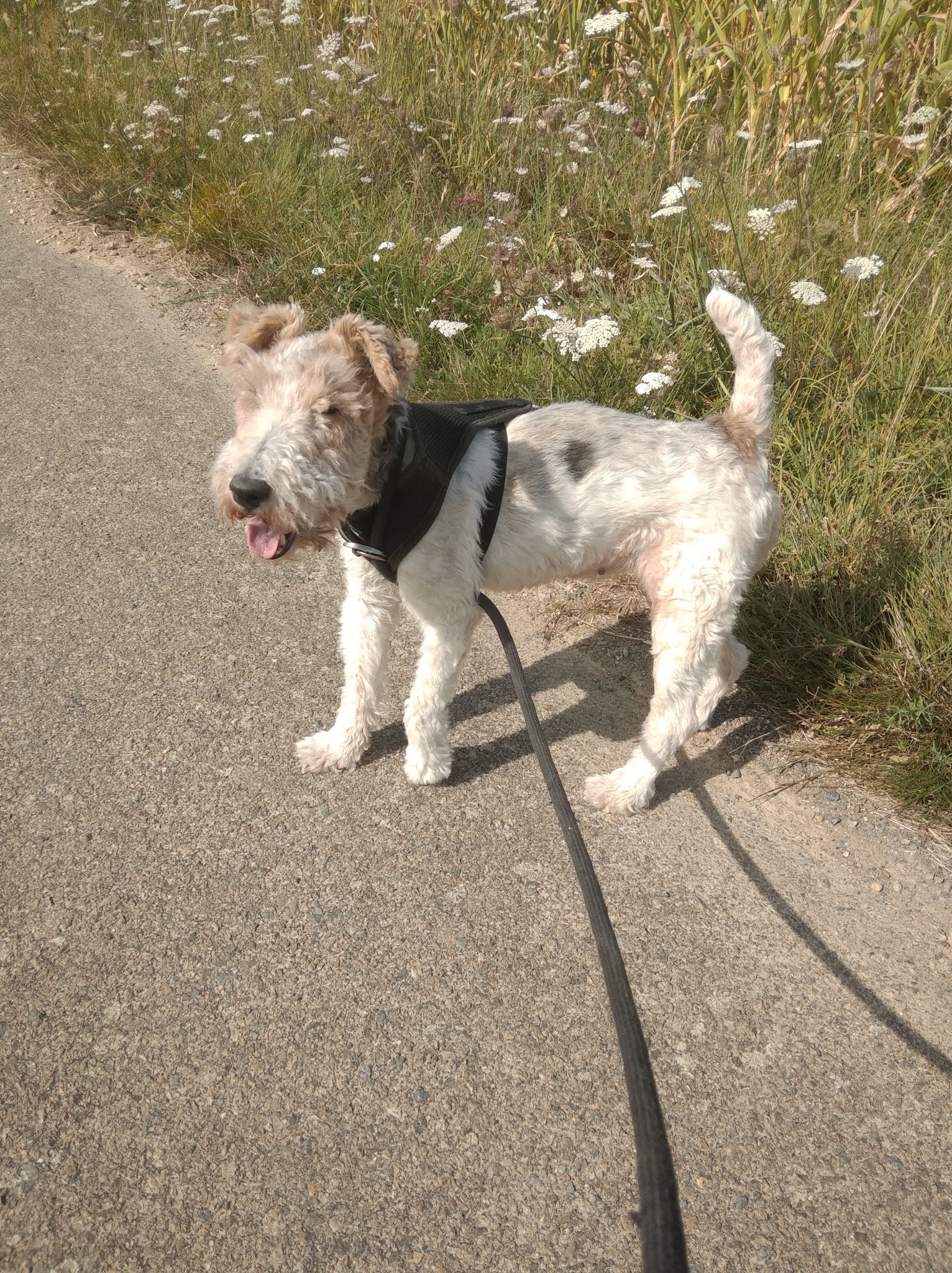 Sowoof — photo
