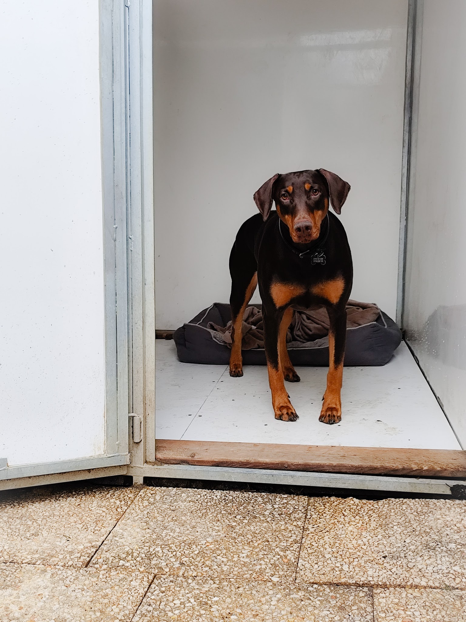 Pension canine et féline Chez Mohopi — photo