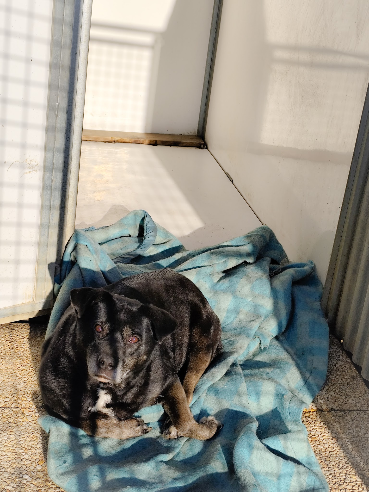 Pension canine et féline Chez Mohopi — photo