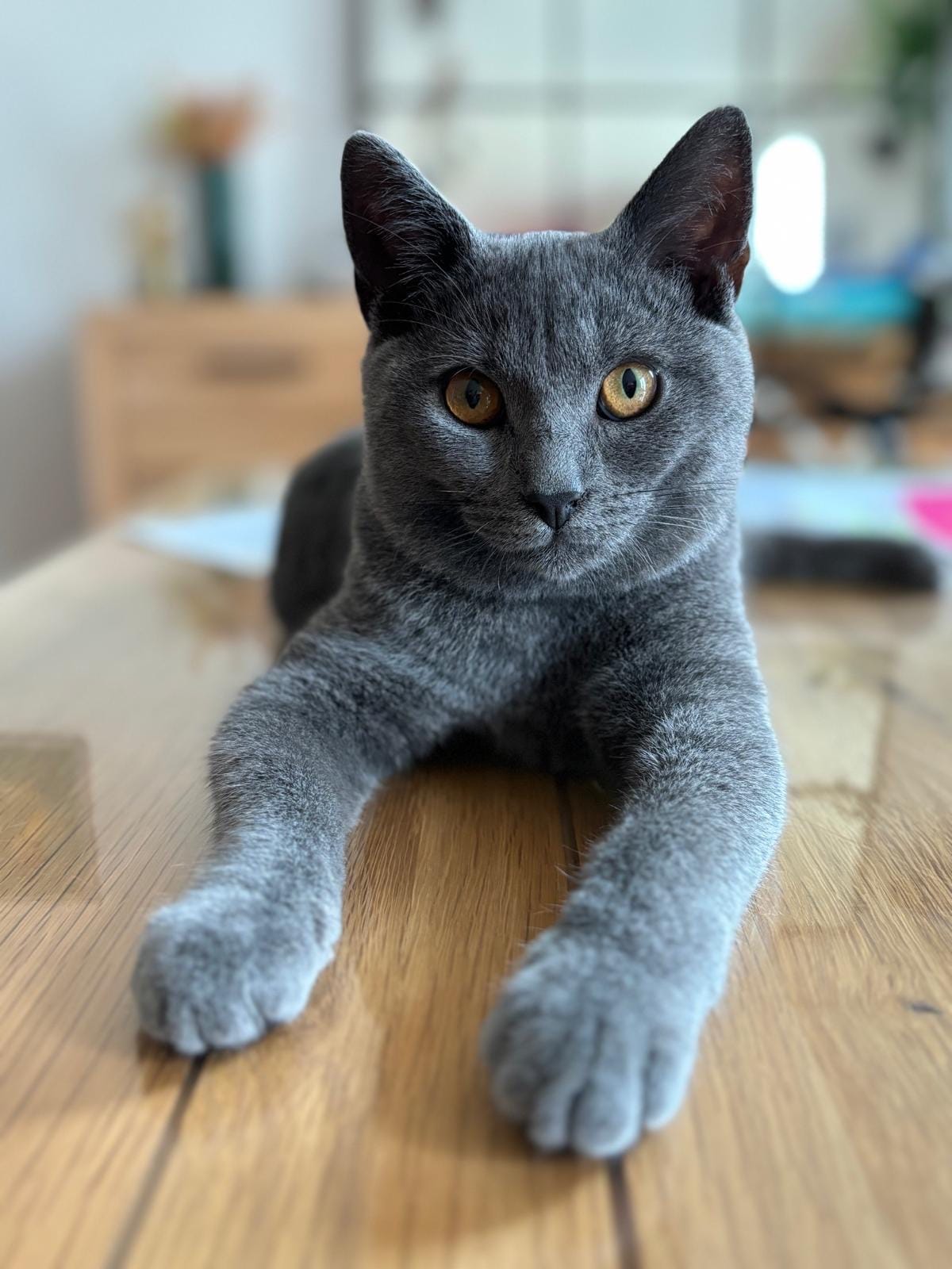 Des truffes et des moustaches - Pet sitting à Couy — photo