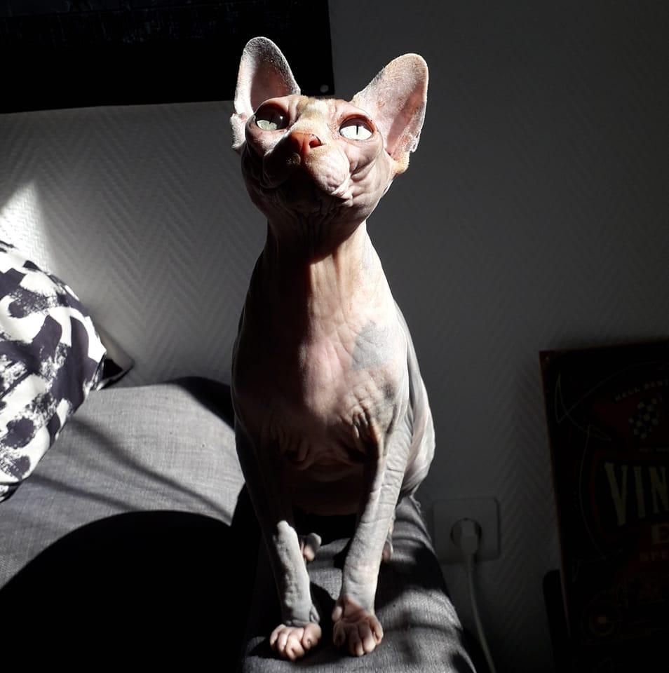 Des truffes et des moustaches - Pet sitting à Couy — photo