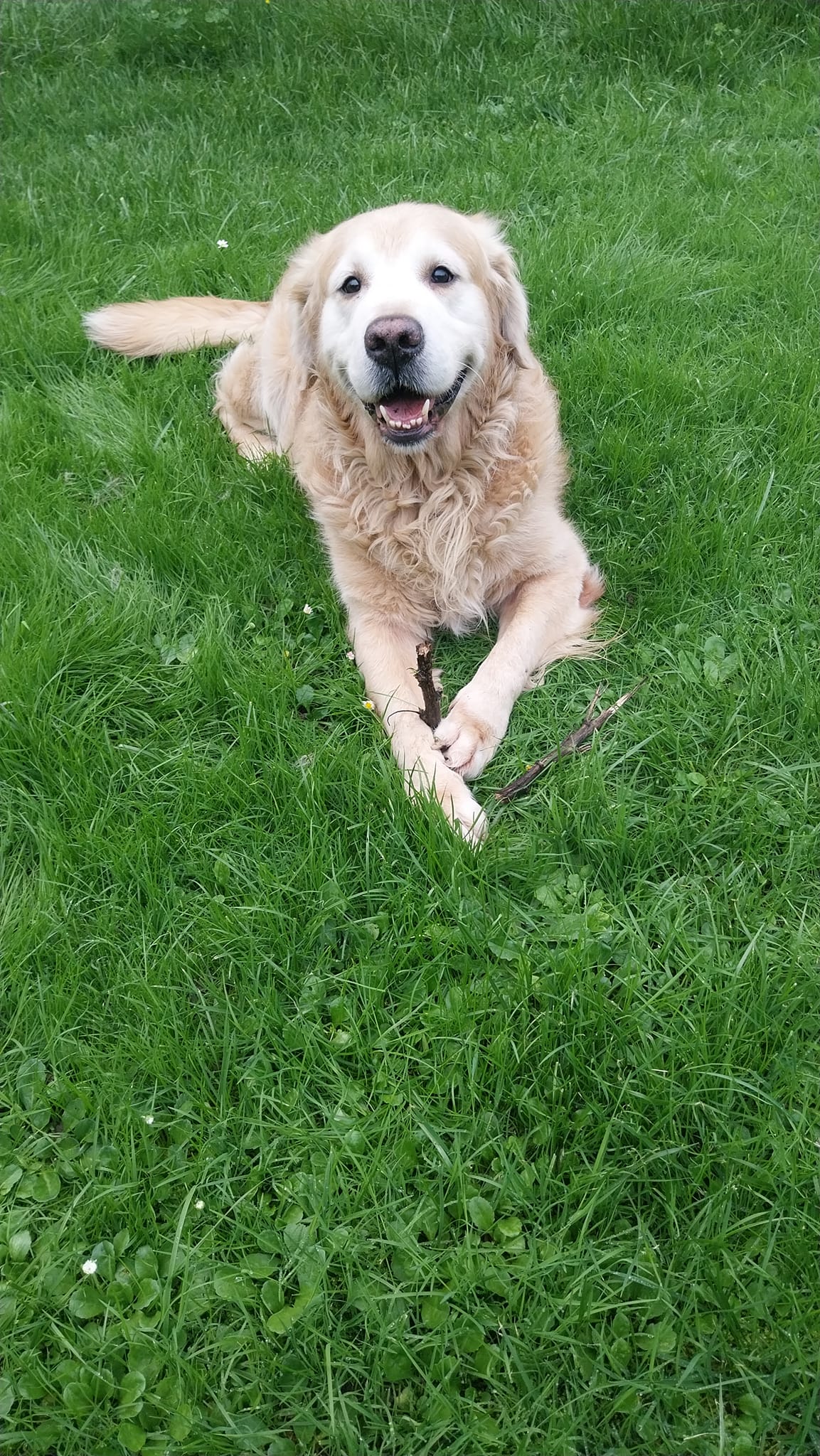 Des truffes et des moustaches - Pet sitting à Couy — photo