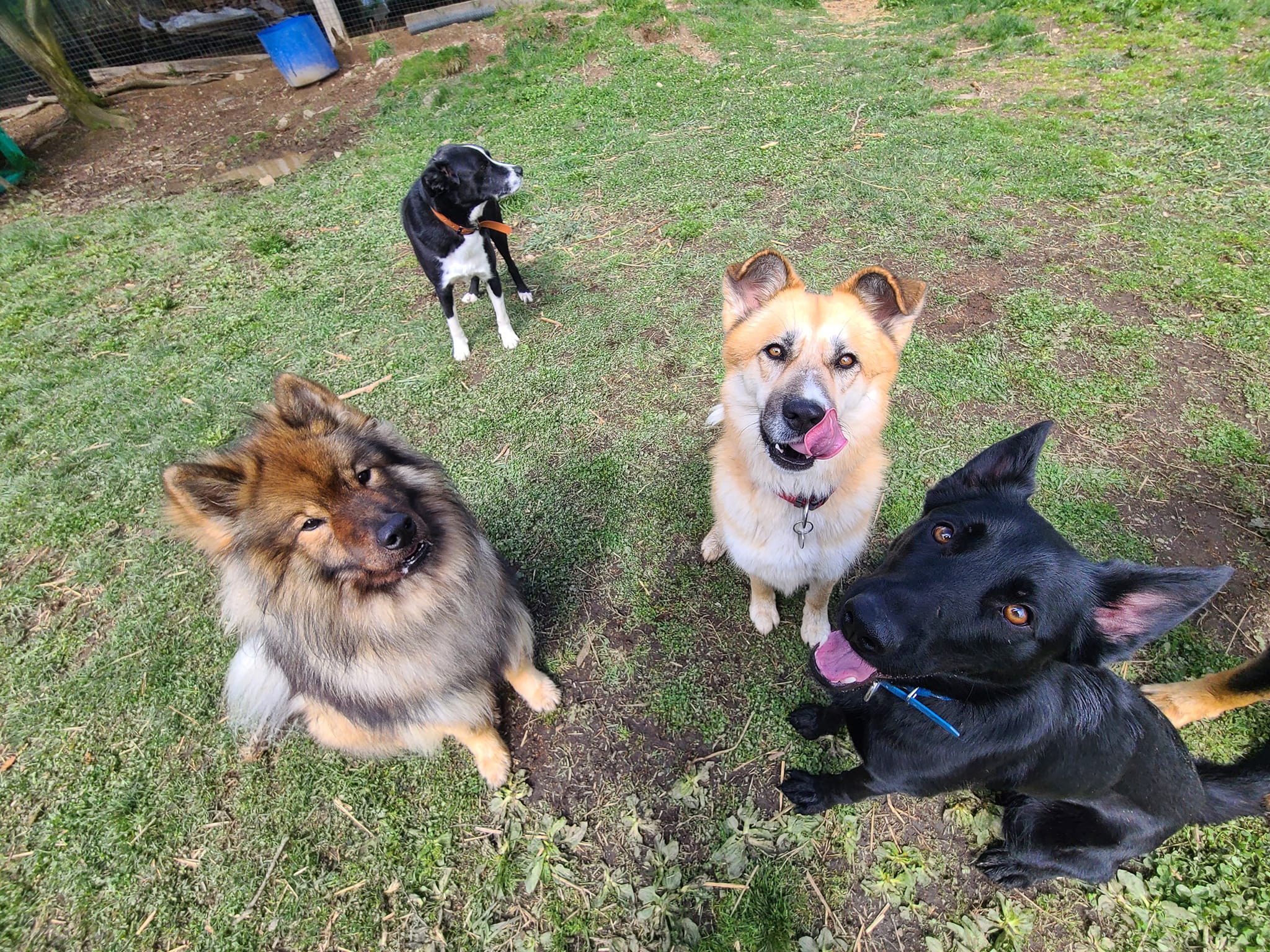 La p'tite colo - garde d'animaux, pension pour chiens — photo