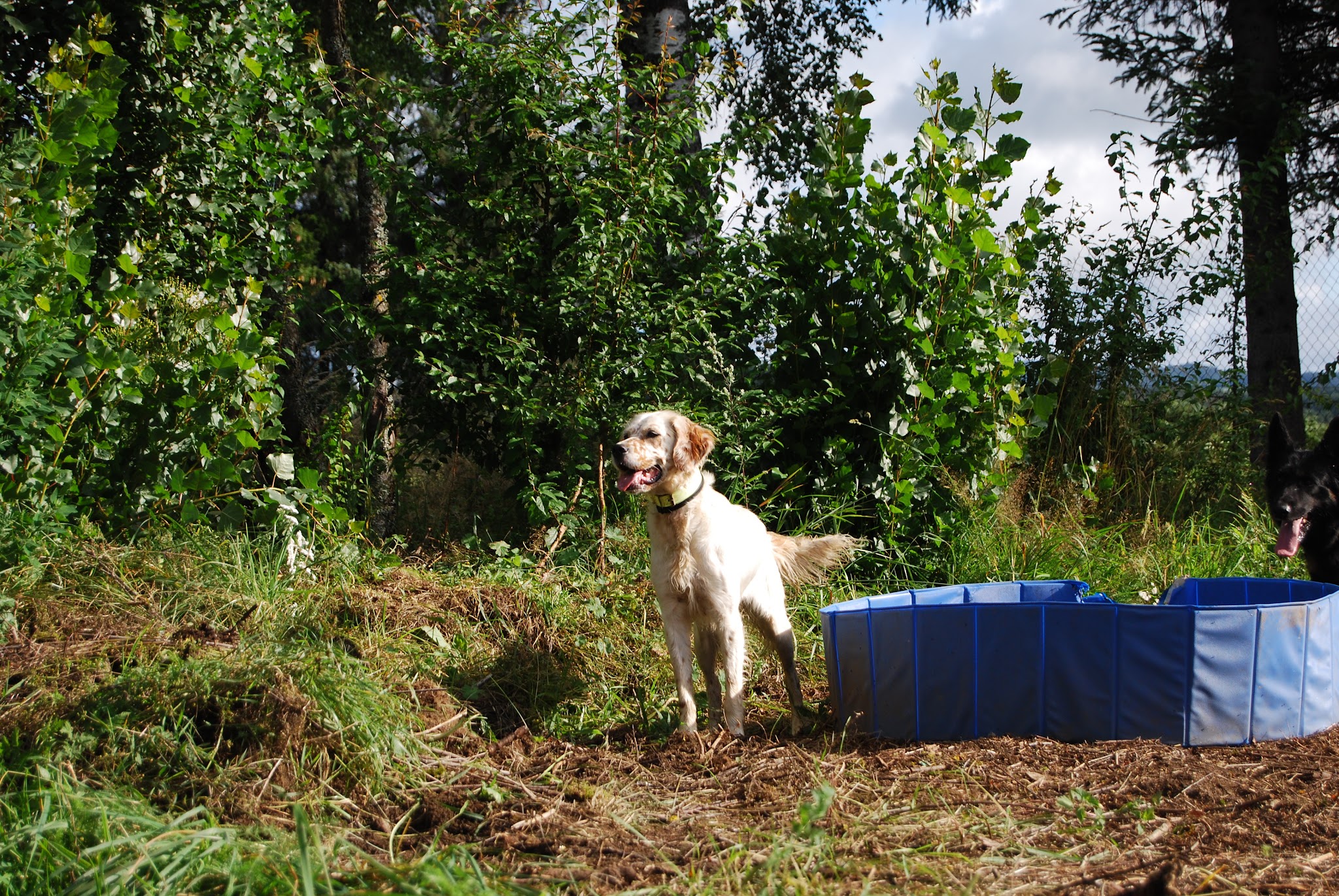 La p'tite colo - garde d'animaux, pension pour chiens — photo